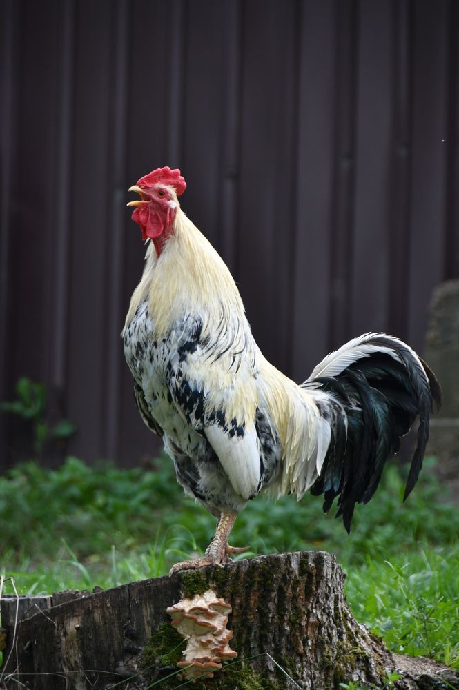 Photograph by Андрей Жуков