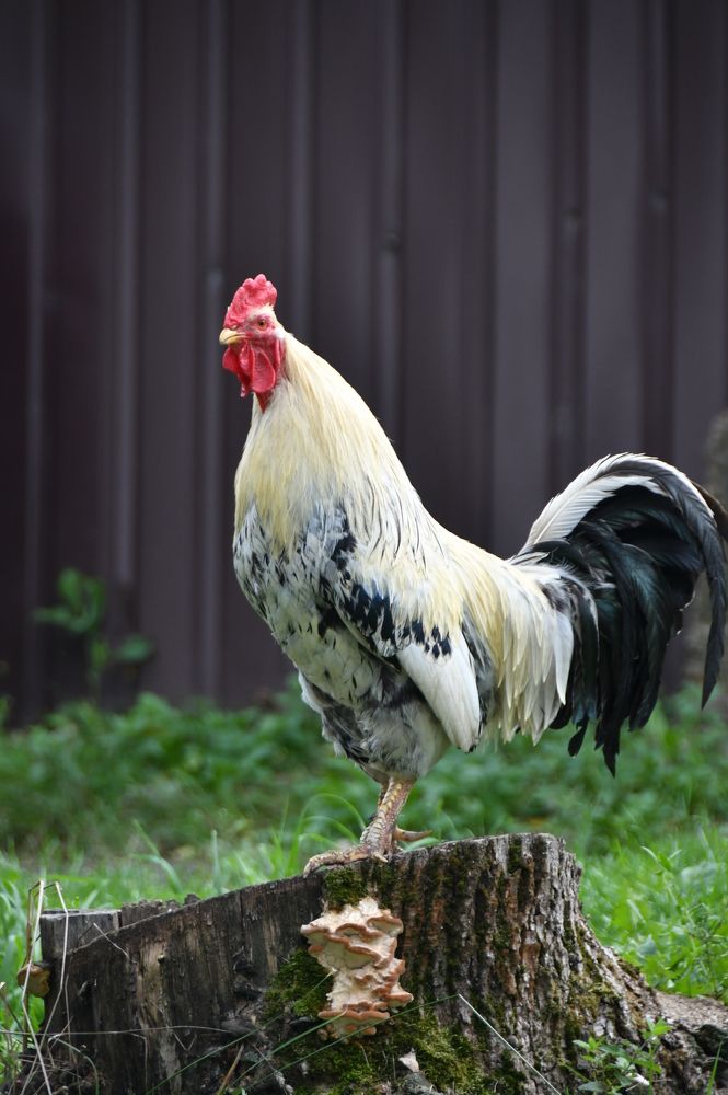 Photograph by Андрей Жуков