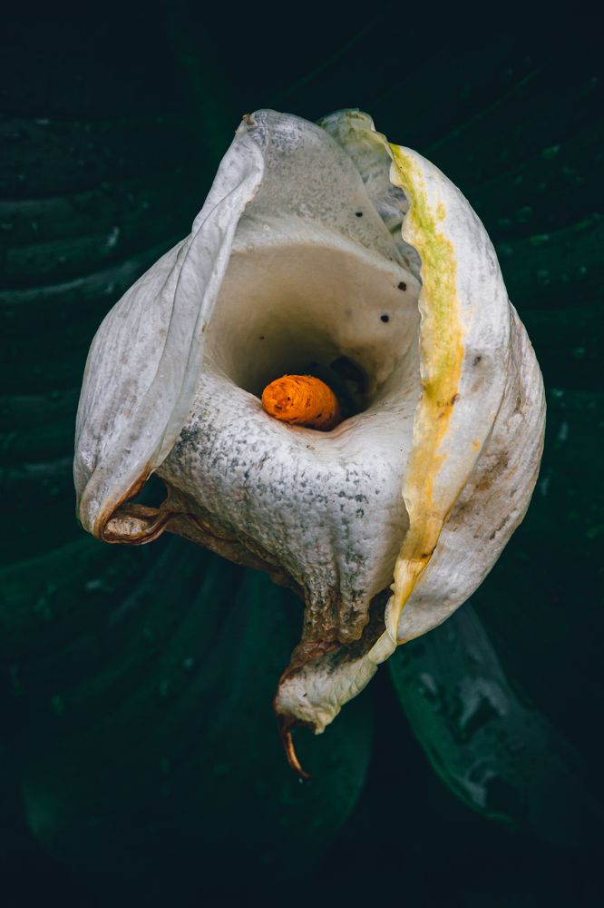 Photograph by Слащилина Нина