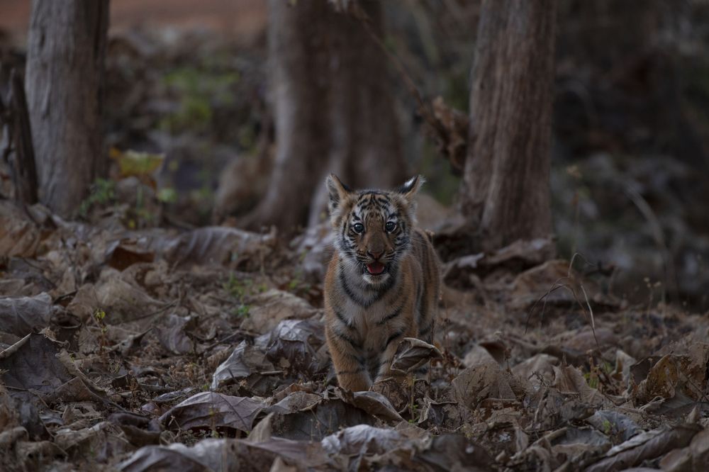 Photograph by Praveen Pai