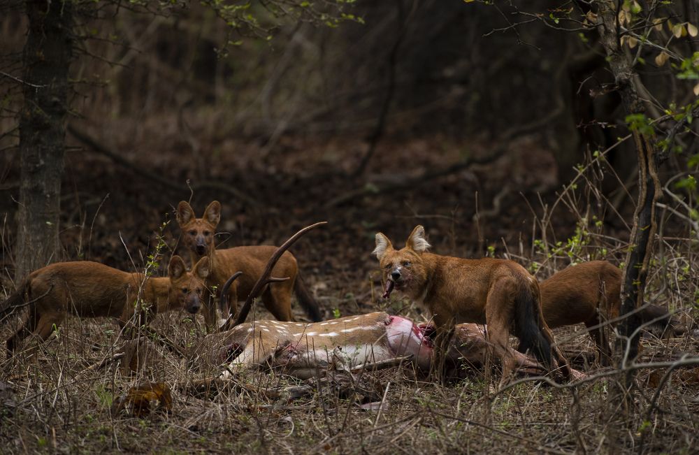 Photograph by Praveen Pai