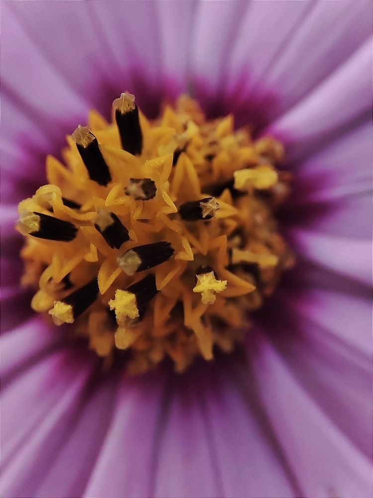 Photograph by DARIA DEMINA