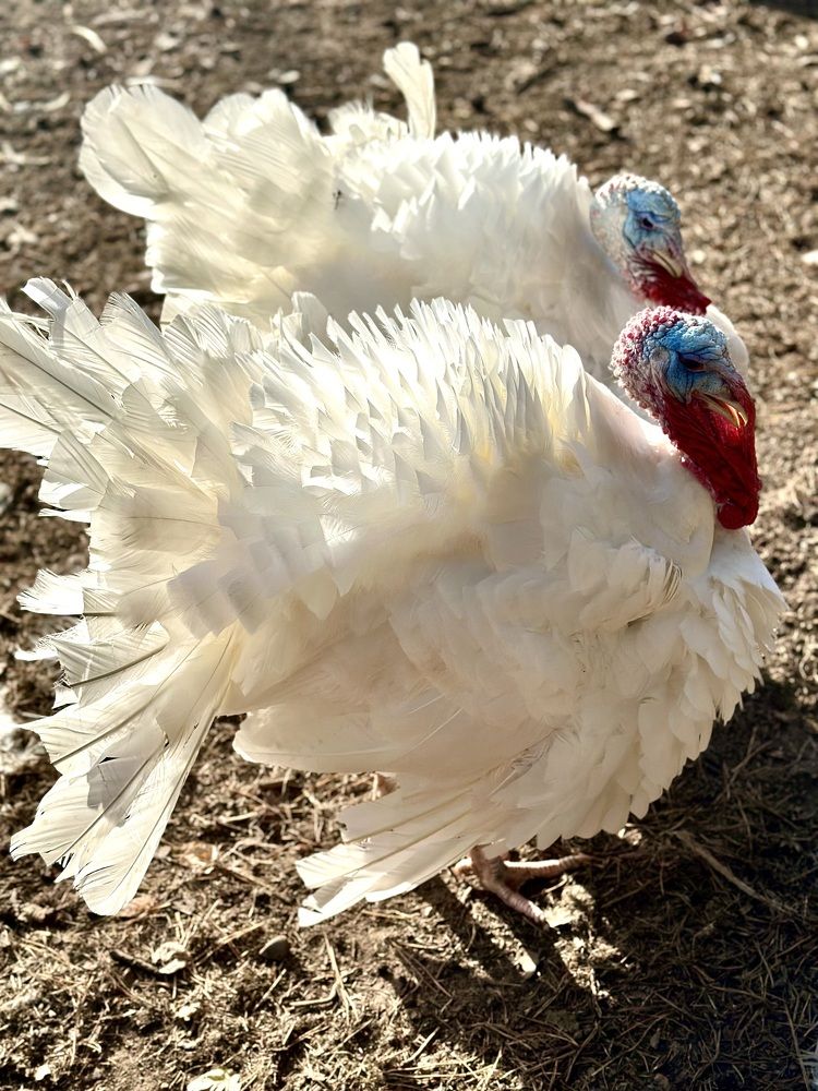 Photograph by Лариса Акинчиц