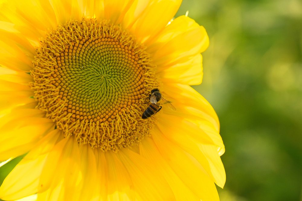 Солнечные труженики