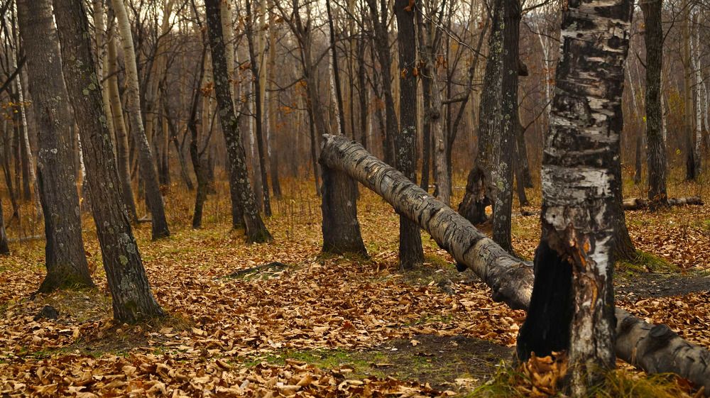 Photograph by Иван Кирилков