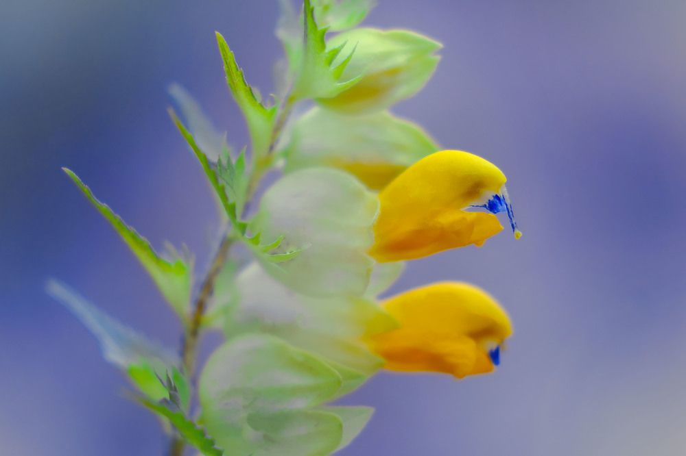 Photograph by lyudmila Soloveva