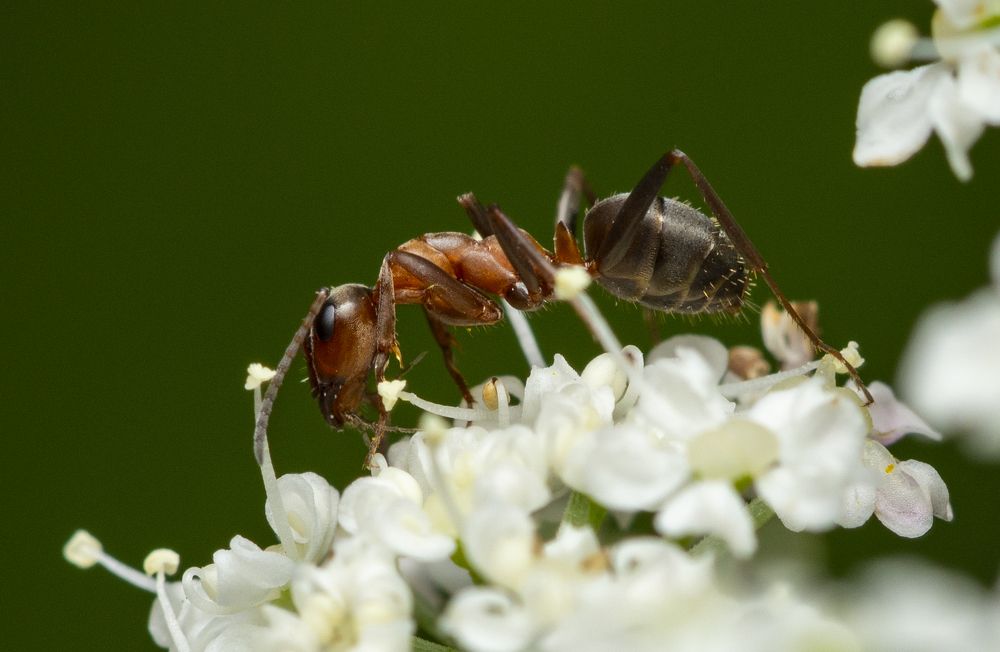 Photograph by Сергей Белов