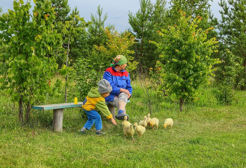 Кормление гусят