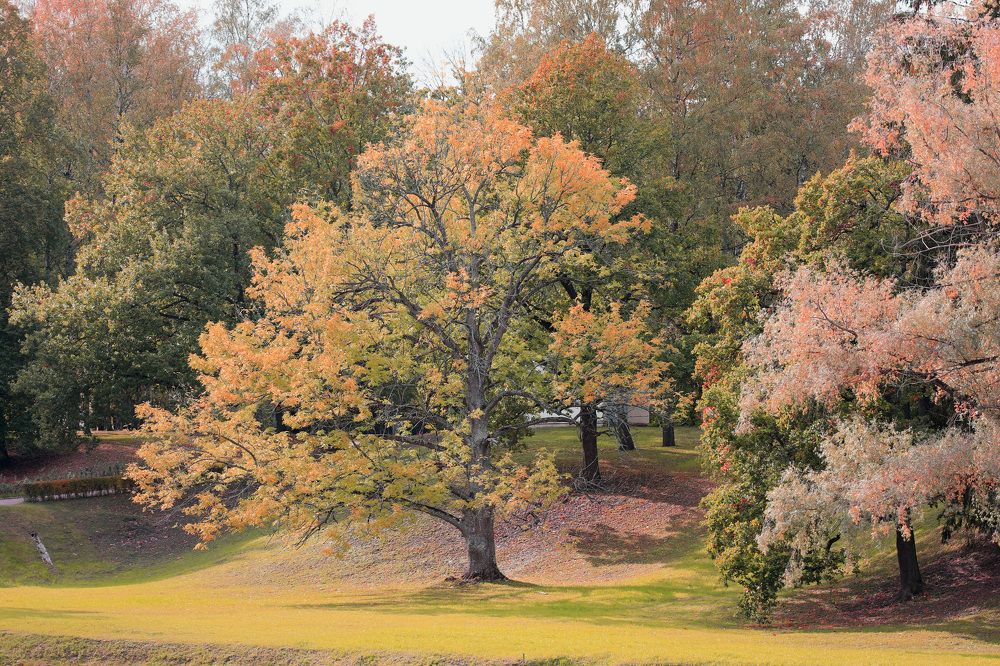 Photograph by Владимир Грибков