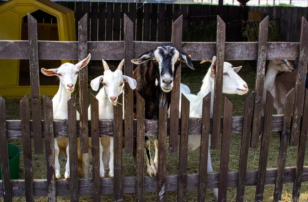 Фотография автора Ирина Гриценко