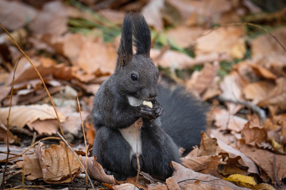 Photograph by Игорь Иванов