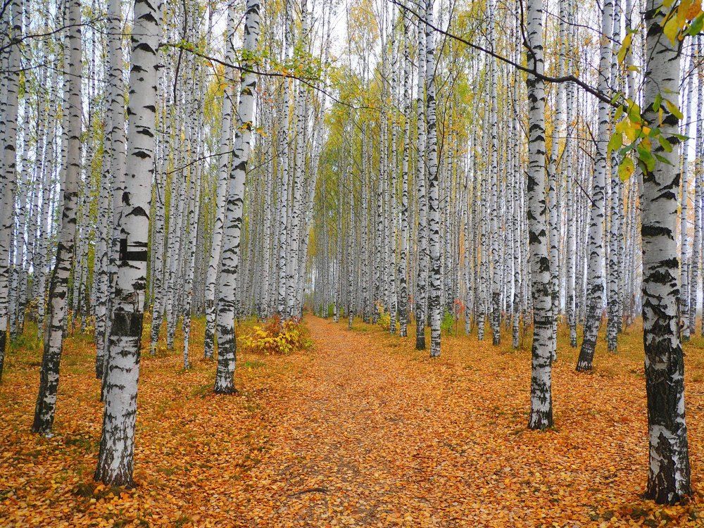 Белая осень.