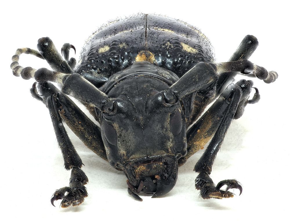 Азиатский усач (Anoplophora glabripennis)