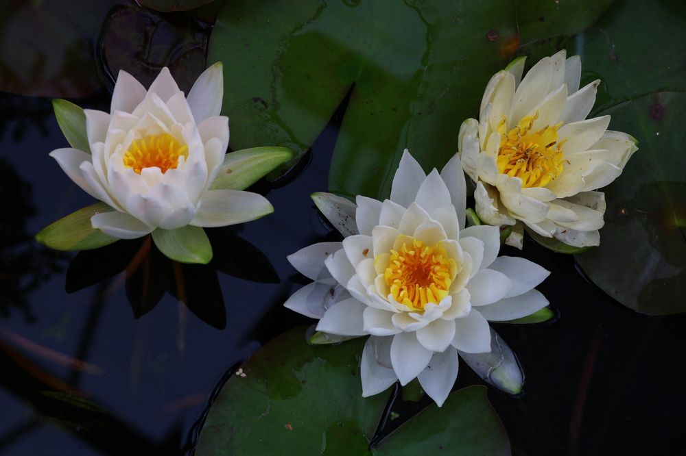 Photograph by Светлана Шуткова