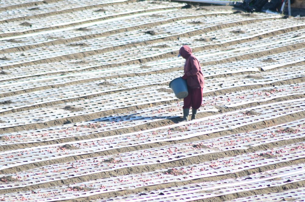 planting shallot seeds