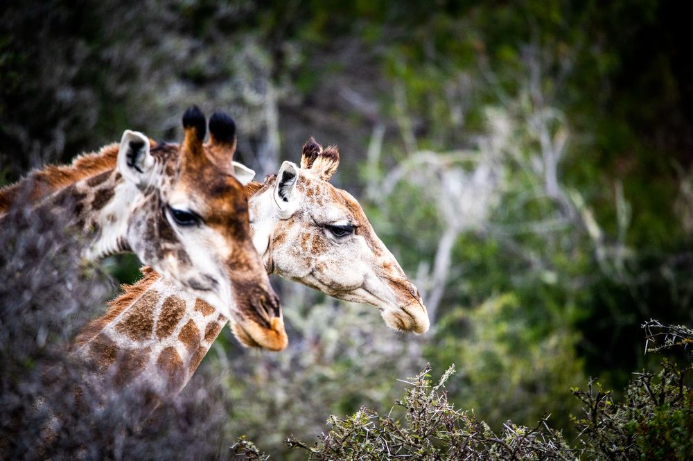 Photograph by Raquel de Castro Maia