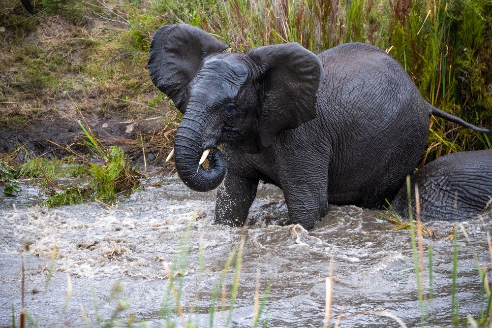Elephant Calf Splashing