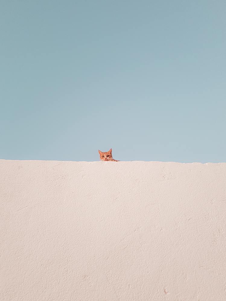 Photograph by Hamed Shahrokhi