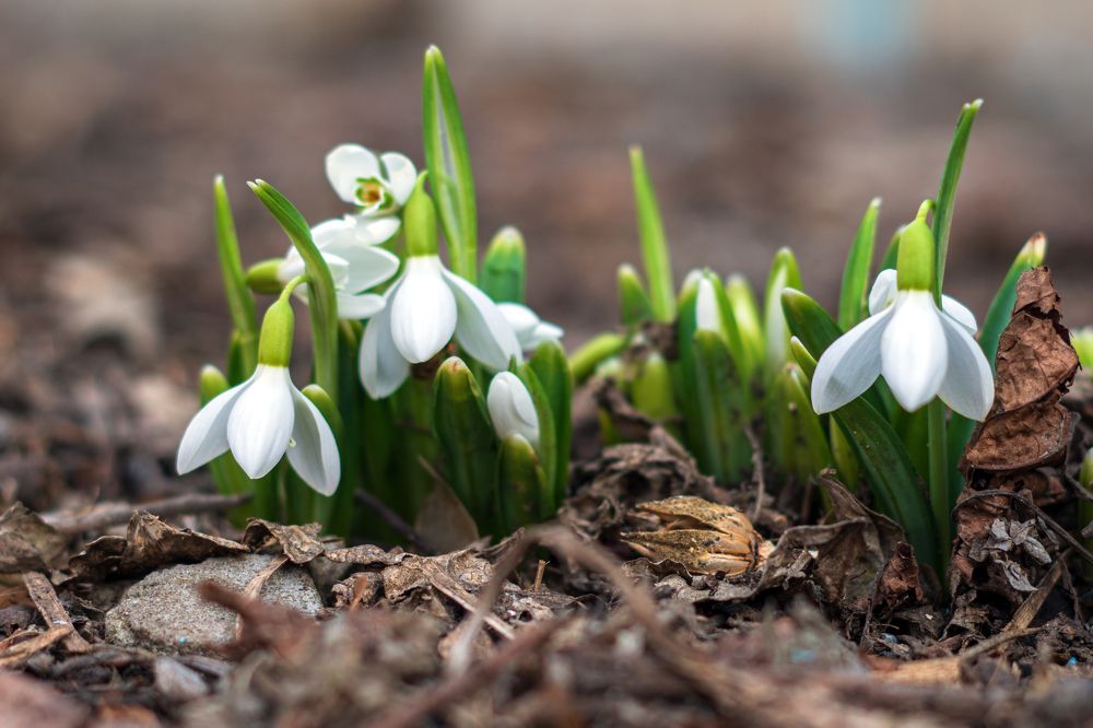 Подснежники