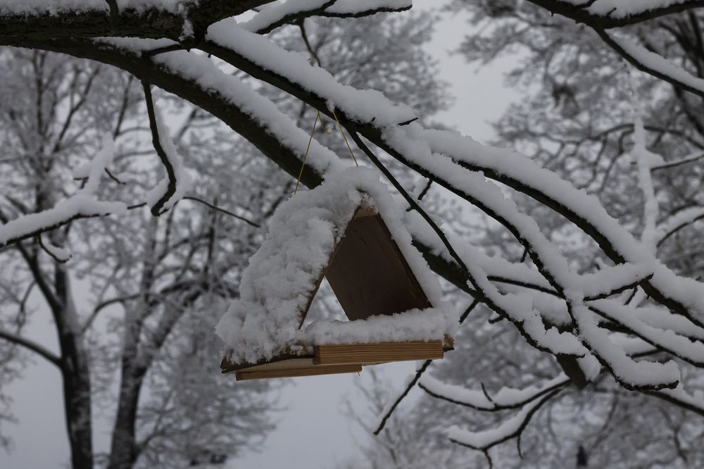 Photograph by Дарья Ващенко-Панкина