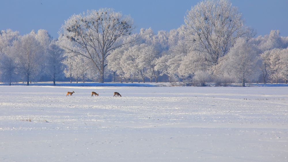 Photograph by Николай Протасеня