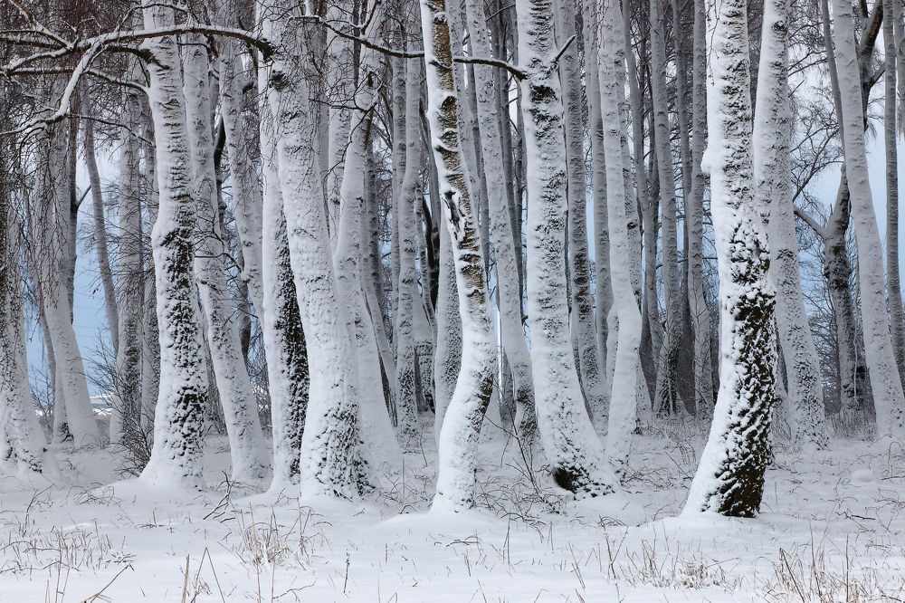 Под белым покрывалом.