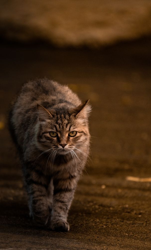 Photograph by Герман Крупенин