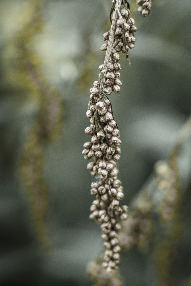 Photograph by Tatiana Teit Ash