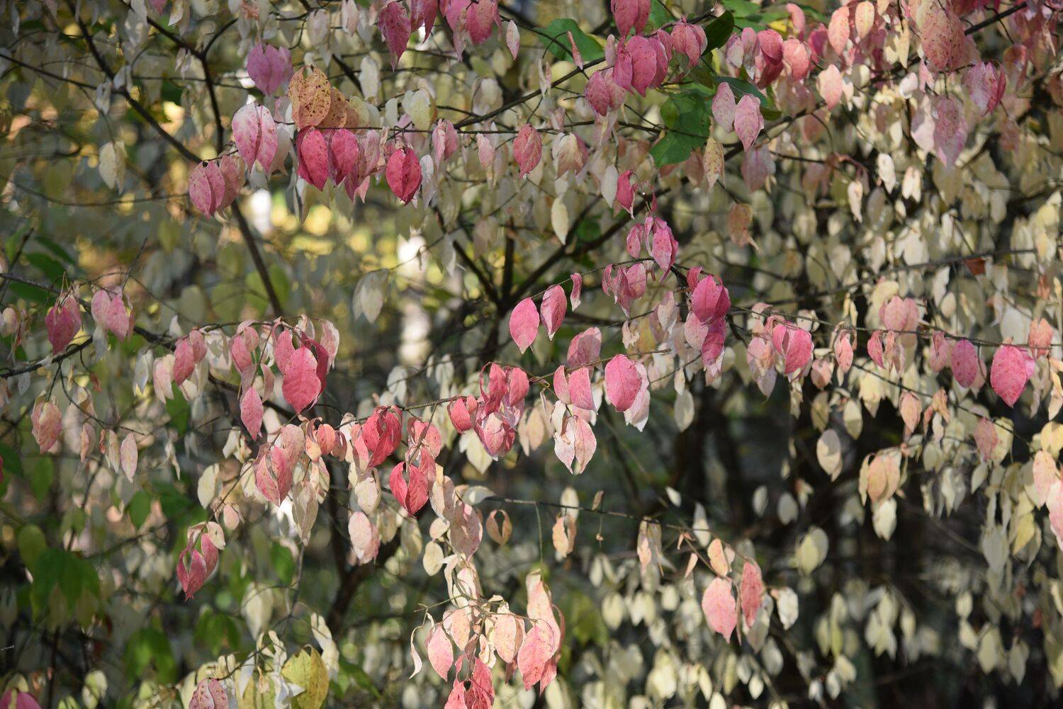 Фотография #9616454