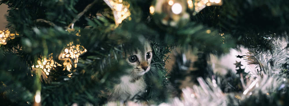 Photograph by Михаил Ногин