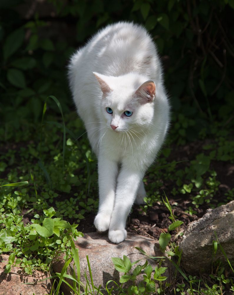 Белый тезис