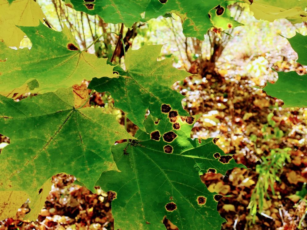 Photograph by Анатолий Плужников