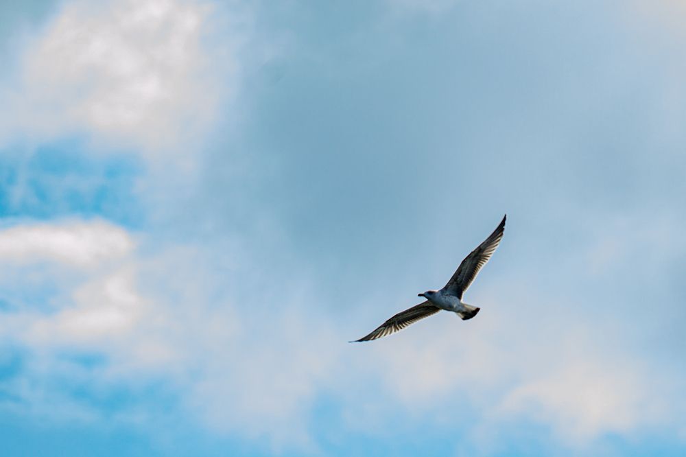 Фотография автора Bgs Zsolt