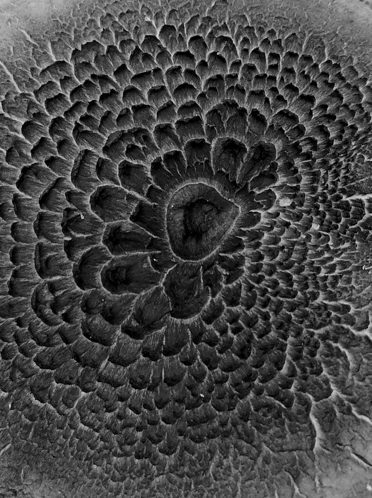 Фотография автора Анастасия Зверева