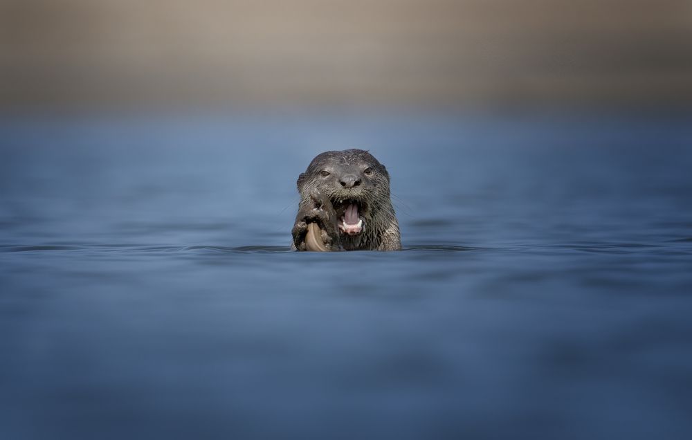 Photograph by Noushadali