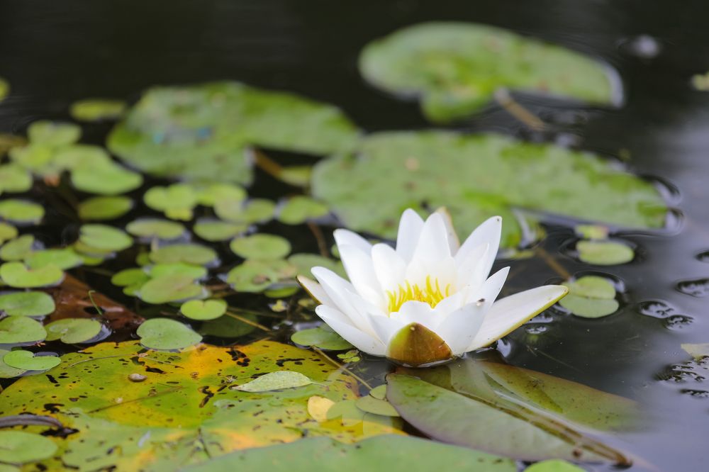 Photograph by Светлана Солдатченкова