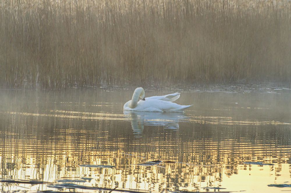Photograph by Елена Кошелева
