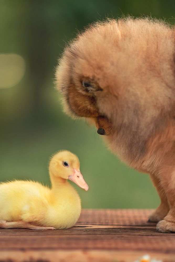 Photograph by Козел Марта