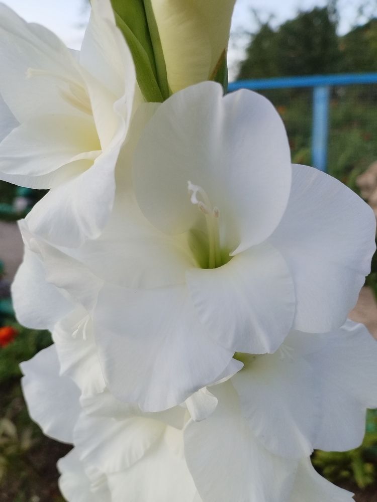 Photograph by Екатерина Супраненок