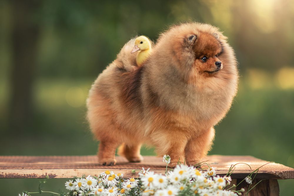 Photograph by Козел Марта