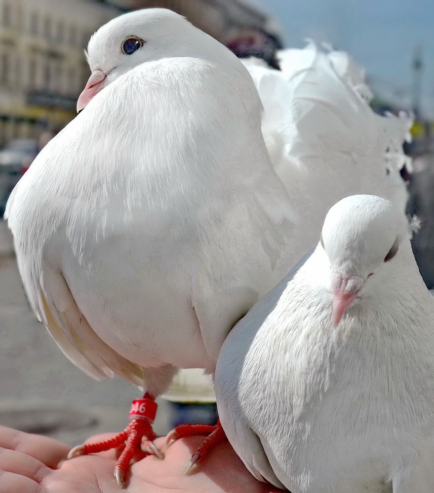 Photograph by Лидия Ушакова