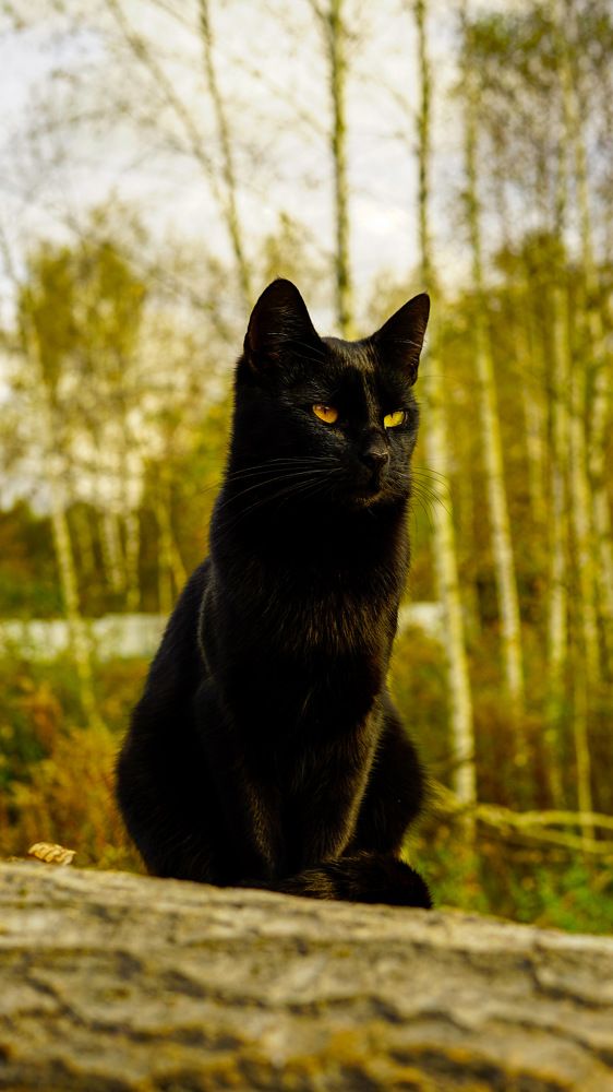 Photograph by Роман Трошин