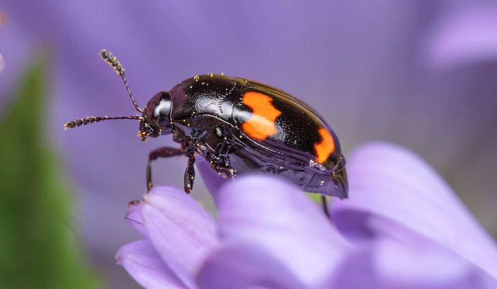 Photograph by Viktor Makarov