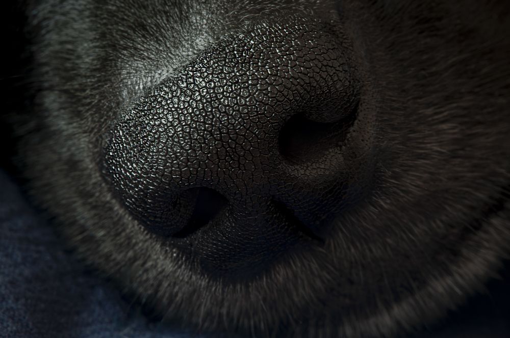 Photograph by Luca Menotti