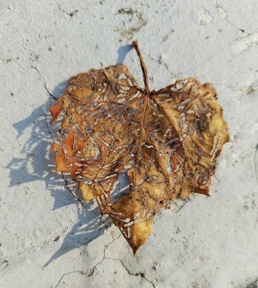 Photograph by Anil Yadav