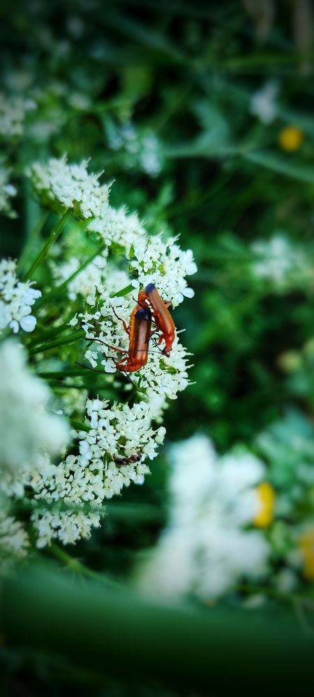 Photograph by Noemí Hornero Alonso