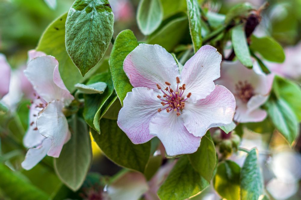 Цветущая айва