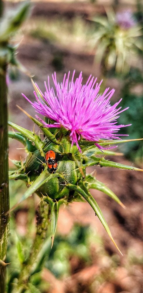 Photograph by Noemí Hornero Alonso