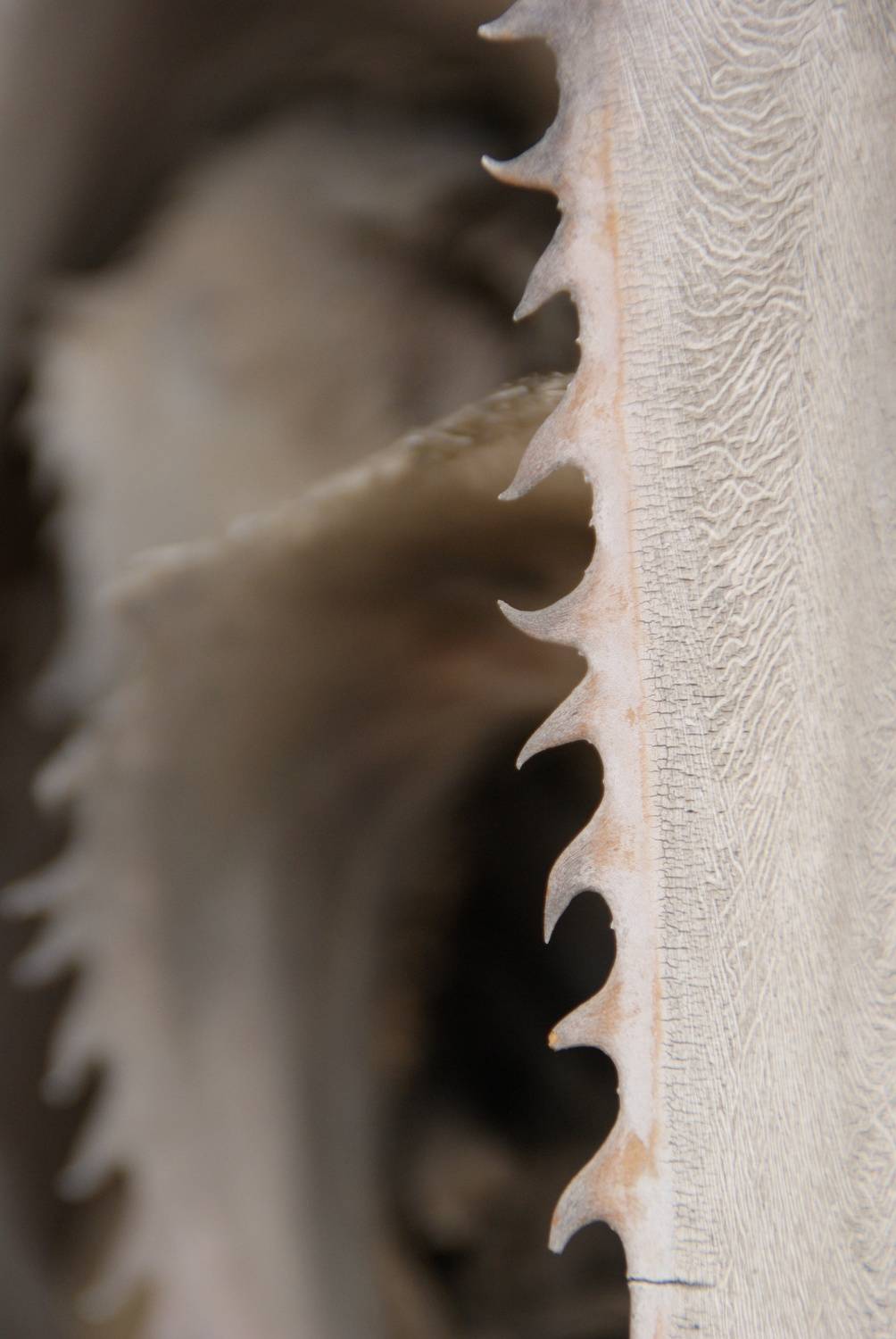 Photo #9617998