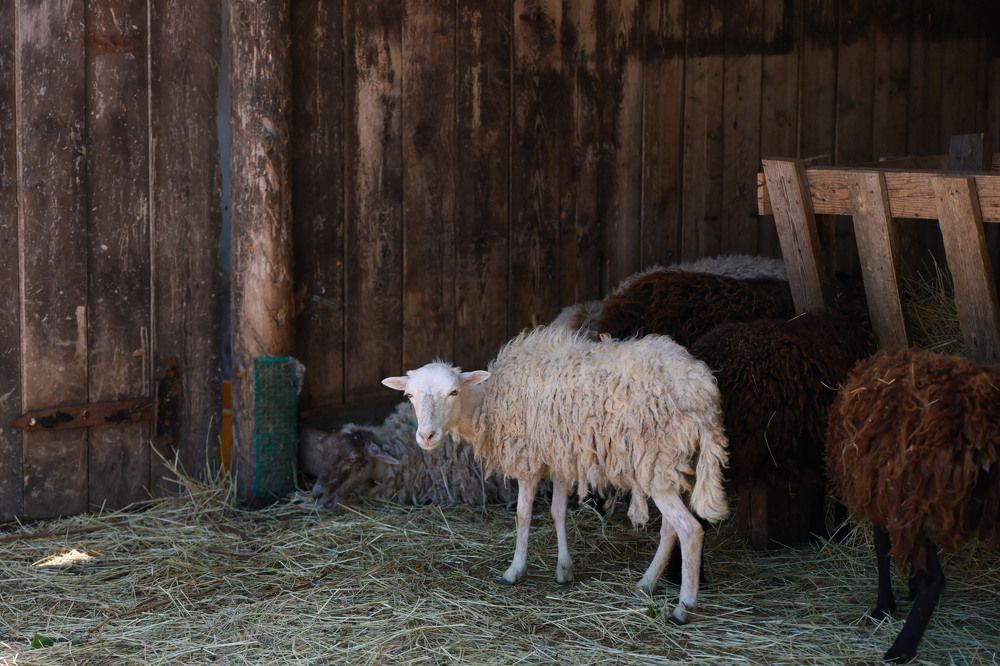 Photograph by Евгения Казакова